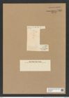 Chaetoceros pelagicus Cleve (de-Toni-Nr.: Genus 149, Species 4121) Zeichnungen Sammlung Grunow Nr. 7667 (NHMW-BOT-W0376860)